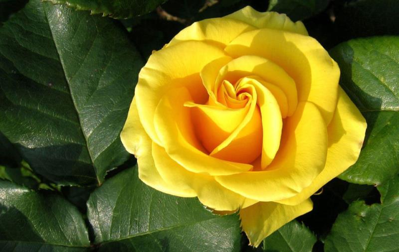 San Jacinto Museum: The Yellow Rose of Texas